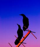 * Pair