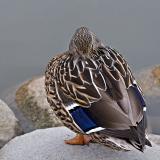 Avian Angles I *