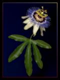 Passion Flower *