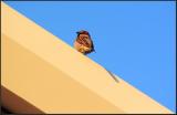 Bird *