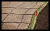 <b>5th Place</b><br>Lady in Red<br><i>by Vikas</i>