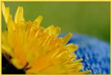 Dandy *
