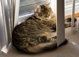 Cat Nap *