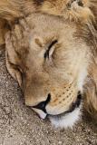 Lion at rest *