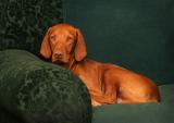 <b>9th Place</b><br>Riley in Repose *<br>by Harvey Gold