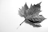 Leaf on White