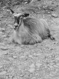 Mostly Grayscale *