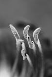 Lily by Light*