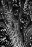 Trunk Lines *