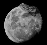Lizard Moon *