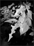 Sculpted Leaves