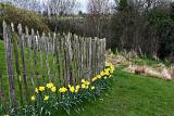 Daffodil Hill