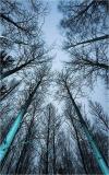 <b>6th Place (tie)</b><br>aspen<br>by Arn