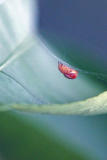 Tiny Spidey