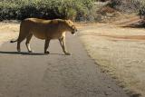 Did someone say something about leading lions?