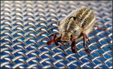 June Bug
