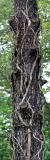 Leading Vines