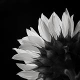 <b>8th Place</b><br>sunflower<br>by Michael Puff