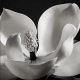 <b>1st Place</b><br>magnolia<br>by Michael Puff