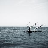 sky, ocean, and tree