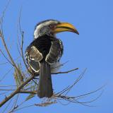 Yellow-billed Hornbill