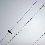 A bird (*)