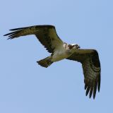 Father on the Wing  *