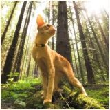 Snickers in the magical forest