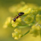 Portrait  of an Ant