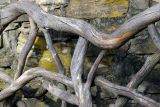 Bentwood *