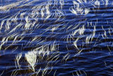 <b>4th Place</b><br>Reeds<br>by CJ in CA