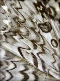 Wing and a Prayer