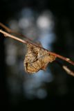 Lone Leaf *