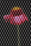 Grated Image