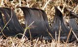 Feather Fallen. . .    *