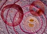 Onion Circles *