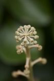 Delicate