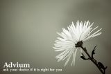 Advium flower campaign