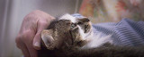 Sammy - Cuddle