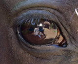 2nd Place (tie)<br>Horse Eye View<br>by Jim Thode
