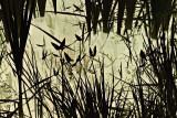 Light in the Water