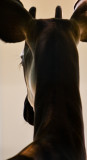 Okapi Leaving