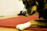Searching the floor for crumbs