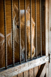 Horse of Another Color