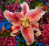 bouquet