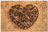 Thorny Love