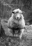 Baaaa