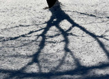 Tree of  Shadows
