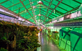 Green Greenhouse