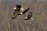 4th Place<br>Eagles<br>by davev